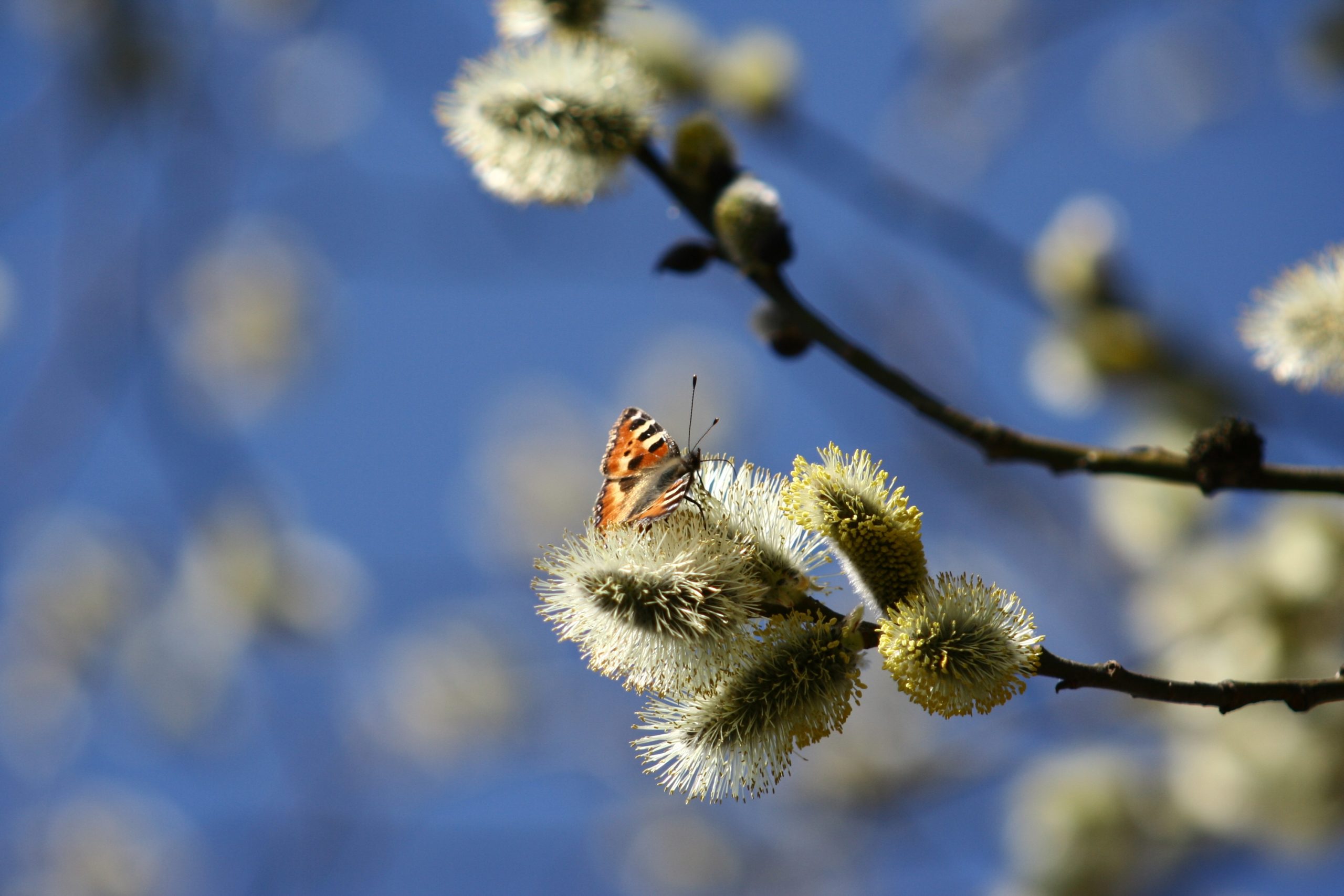 En este momento estás viendo Frohe Ostern – besonders jetzt!